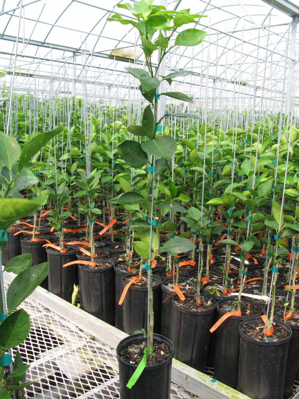            Habit (Phillip Rucks Citrus Nursery, Frostproof, FL)   